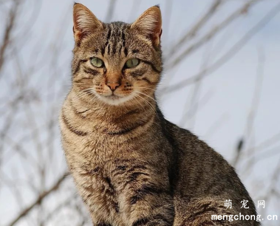 猫咪花色一览，竟然有这么的多花色名称？