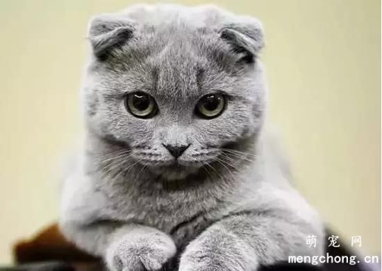 猫咪营养不良怎么办？如何判断猫咪营养不良?