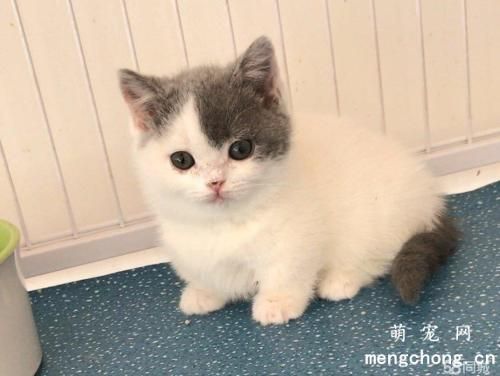 猫咪营养不良怎么办？如何判断猫咪营养不良?