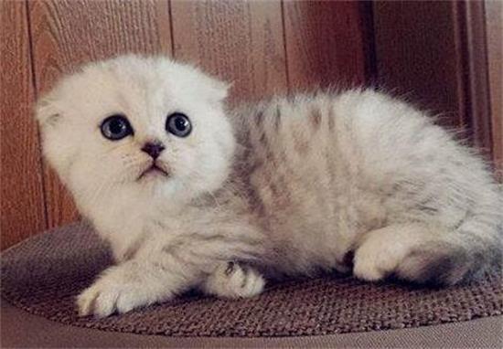 猫咪蠕形螨怎么治疗