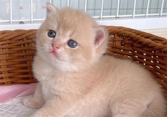 猫咪血型有哪些?