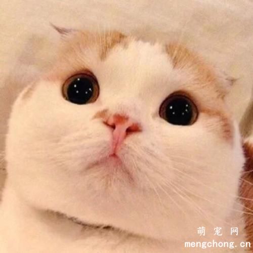 猫咪表现好感友好的方式有哪些？