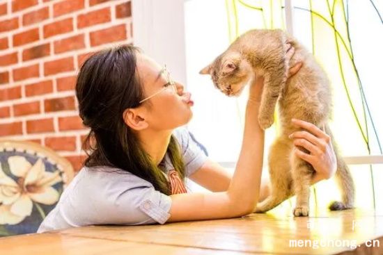 猫咪表达爱意的五种方式