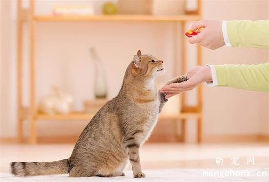 猫咪讨厌你的表现有哪些？