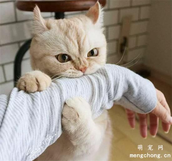猫咪讨厌你的表现有哪些？