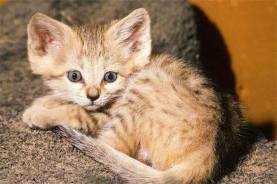 猫咪训练方式有哪些?