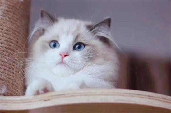 猫咪误吞食物的急救方法