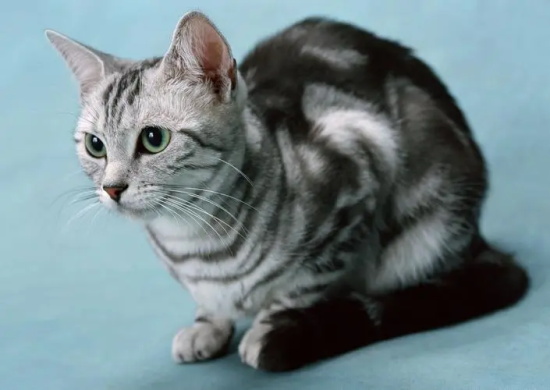 猫咪走丢多少天会自己回来