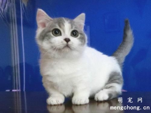 猫咪走路总有点弓背，猫走路弓着背是病吗