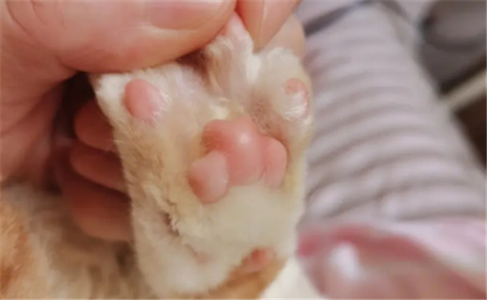 猫咪趾间炎用什么药好得快