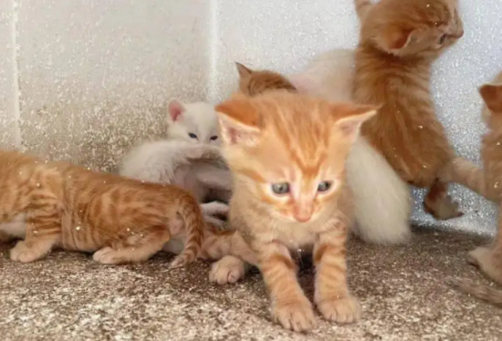 猫咪跑窝的表现