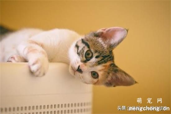 猫咪踩奶是什么意思