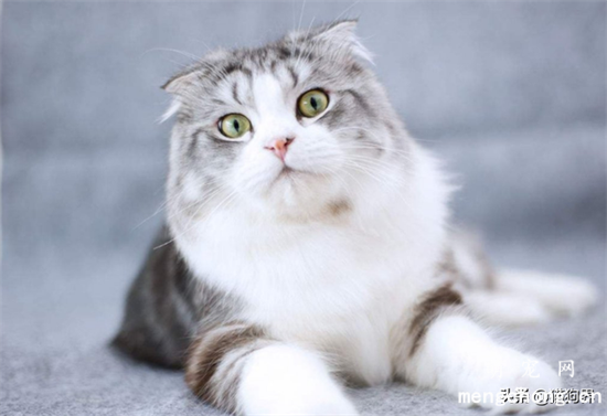 猫咪身上一块块掉毛怎么回事?