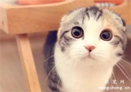 猫咪身上有跳蚤怎么办？(猫咪身上的跳蚤怎么快速去除)