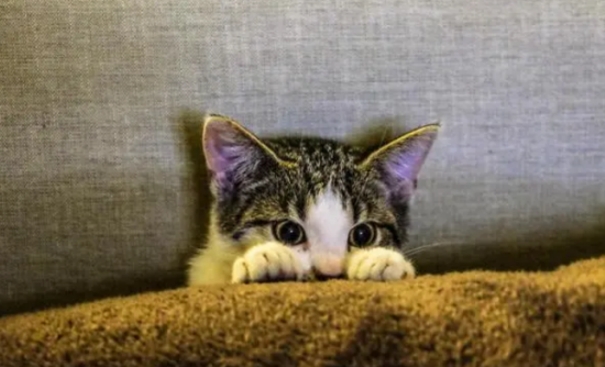 猫咪软便吃什么药