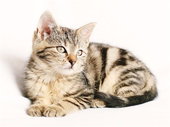 猫咪软便吃完益生菌后更严重了怎么办？