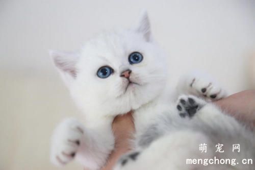 猫咪软便和拉稀的差异