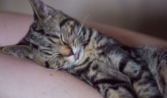 猫咪软便是什么原因