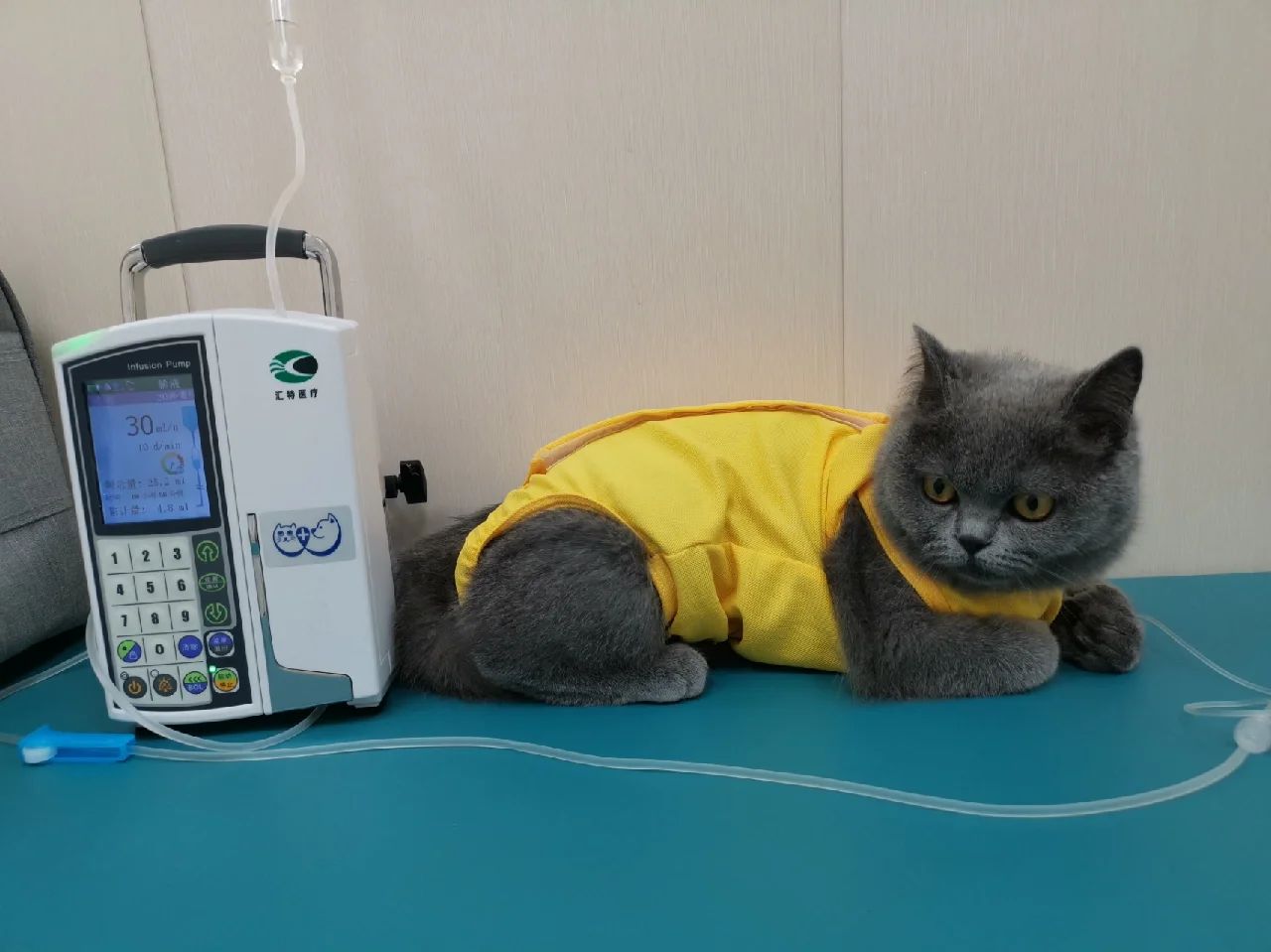 猫咪输液注意事项