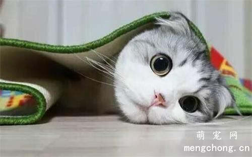 猫咪适合吃哪些生肉食物？