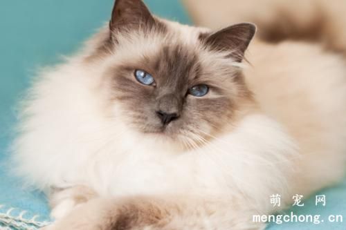猫咪通过什么方式和人交流？
