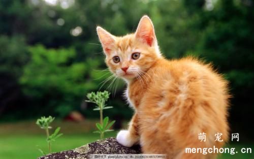 猫咪通过什么方式和人交流？