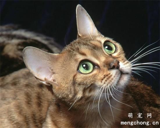 猫咪长癣怎么办 猫癣可传染给人注意消毒