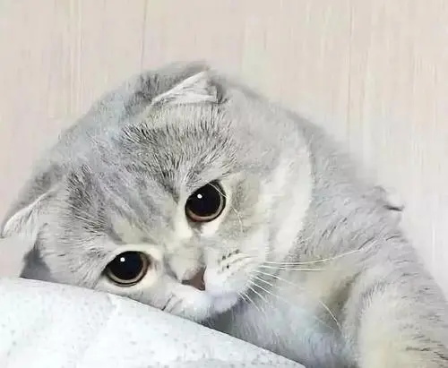 猫咪闹猫症状有哪些?