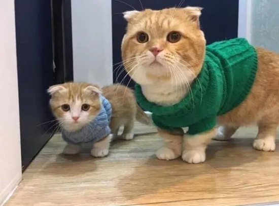 猫咪闻一次花露水会中毒吗