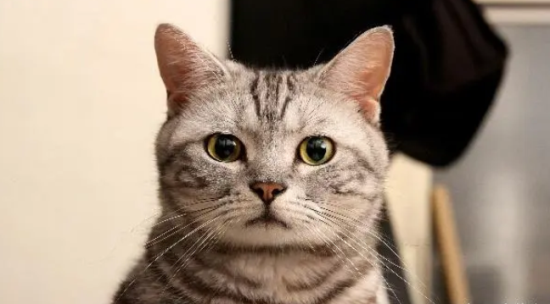 猫咪除口臭的简单方法