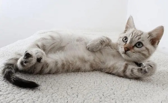 猫隐睾会有什么影响
