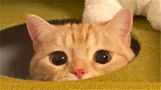 猫咪需要经常换猫粮吗