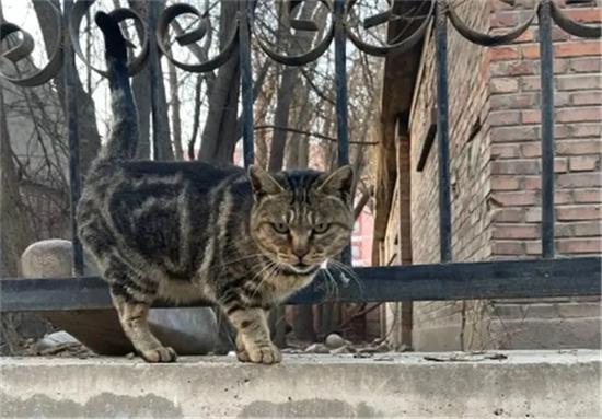 猫咪靠什么找到回家的路