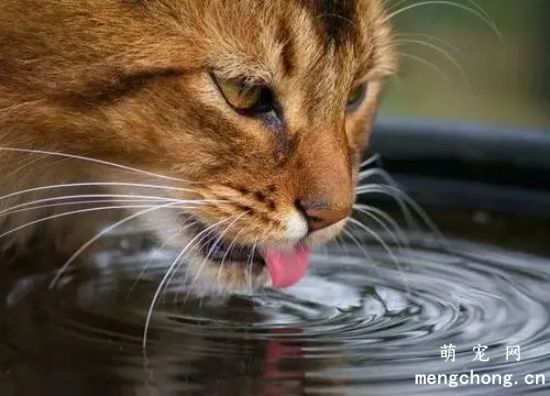猫咪频繁喝水怎么回事