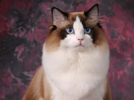 猫咪颜值排行榜前十名