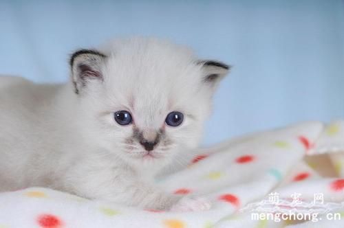 猫咪食欲不振掉毛严重