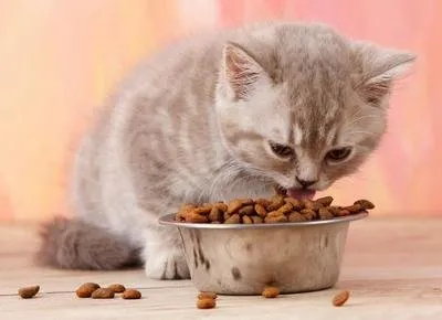 猫咪食欲不振是怎么回事？