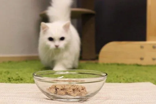 猫咪食欲不振是怎么回事？