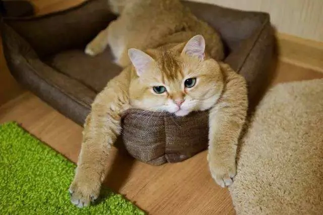 猫咪食欲不振是怎么回事？