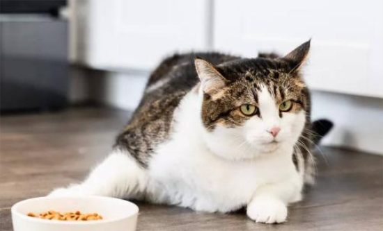 猫咪食欲不振？是什么原因？