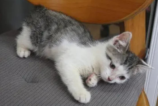 猫咪食欲不振？是什么原因？