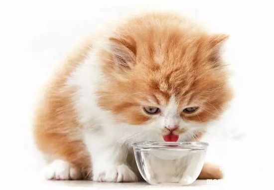 猫咪饮水注意什么？