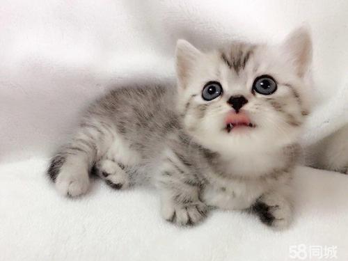 猫咪饮食有什么禁忌？