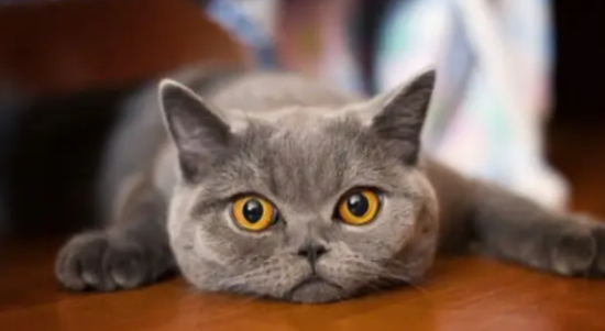 猫咪饮食注意事项