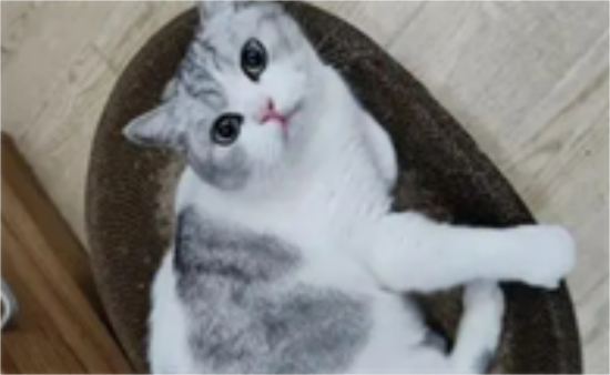 猫咪饿了的表现有哪些？