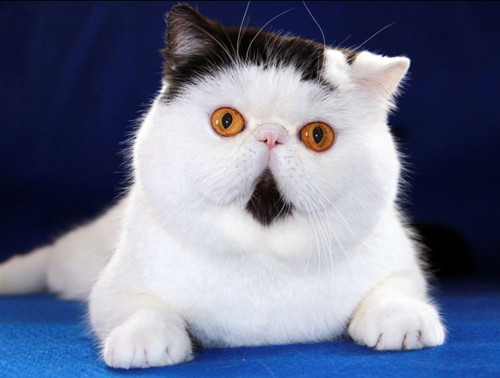 猫咪饿几天会死？