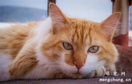 猫咪驱虫中需要注意的事项