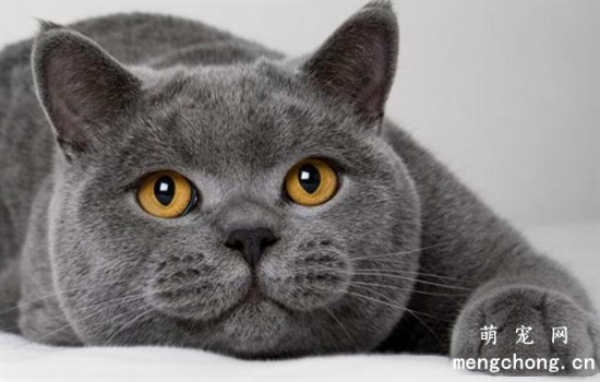 猫咪驱虫中需要注意的事项