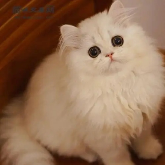 猫咪驱虫后拉稀正常吗