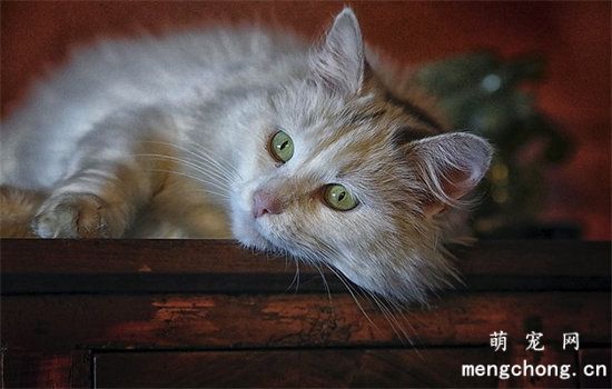 猫咪驱虫多久一次合适？